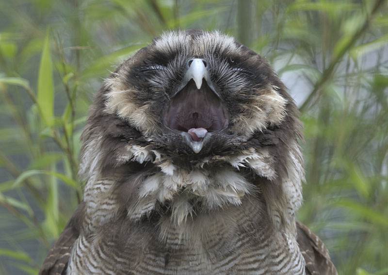 Brown wood owl yawning