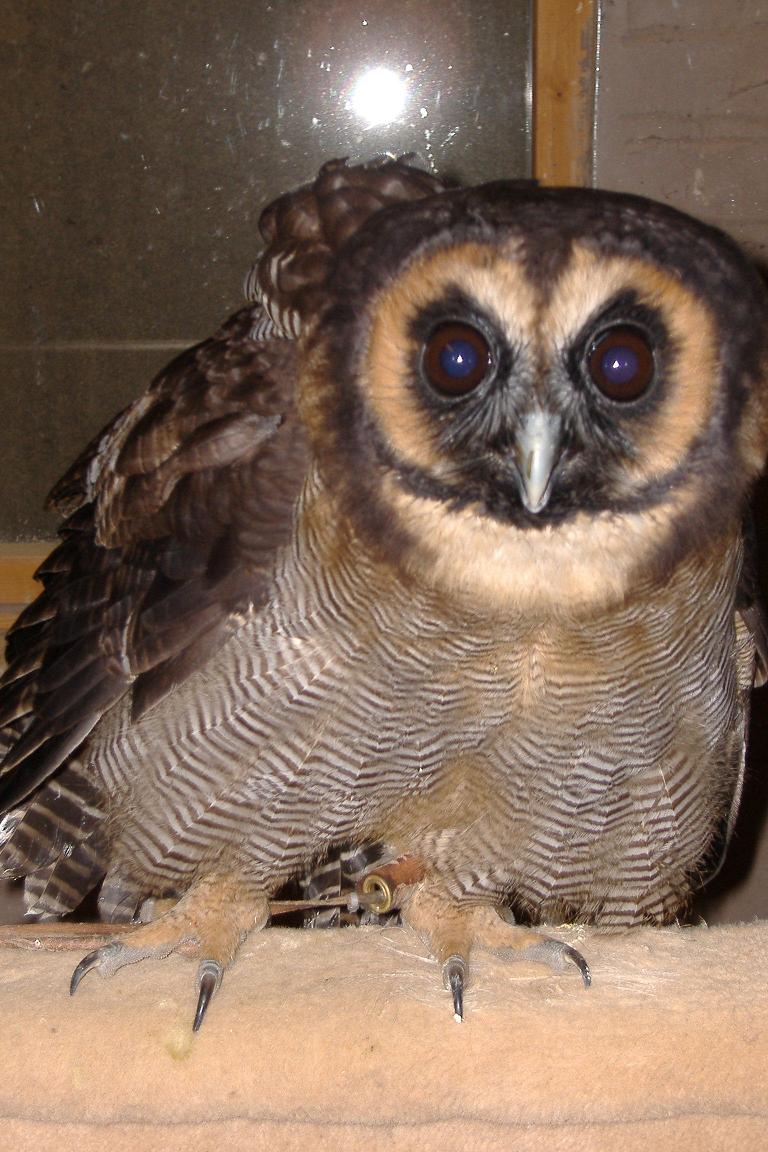 Brown Wood Owl Yorkshire Dales