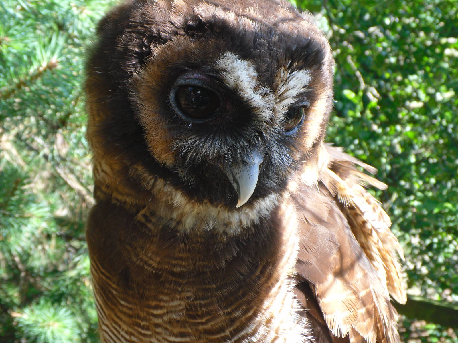 Brown Wood Owl
