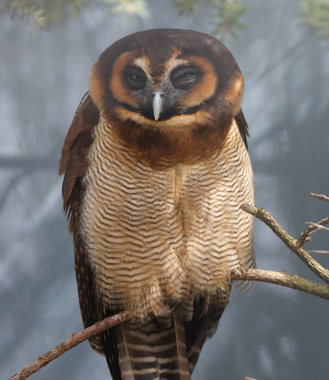 Brown wood owl