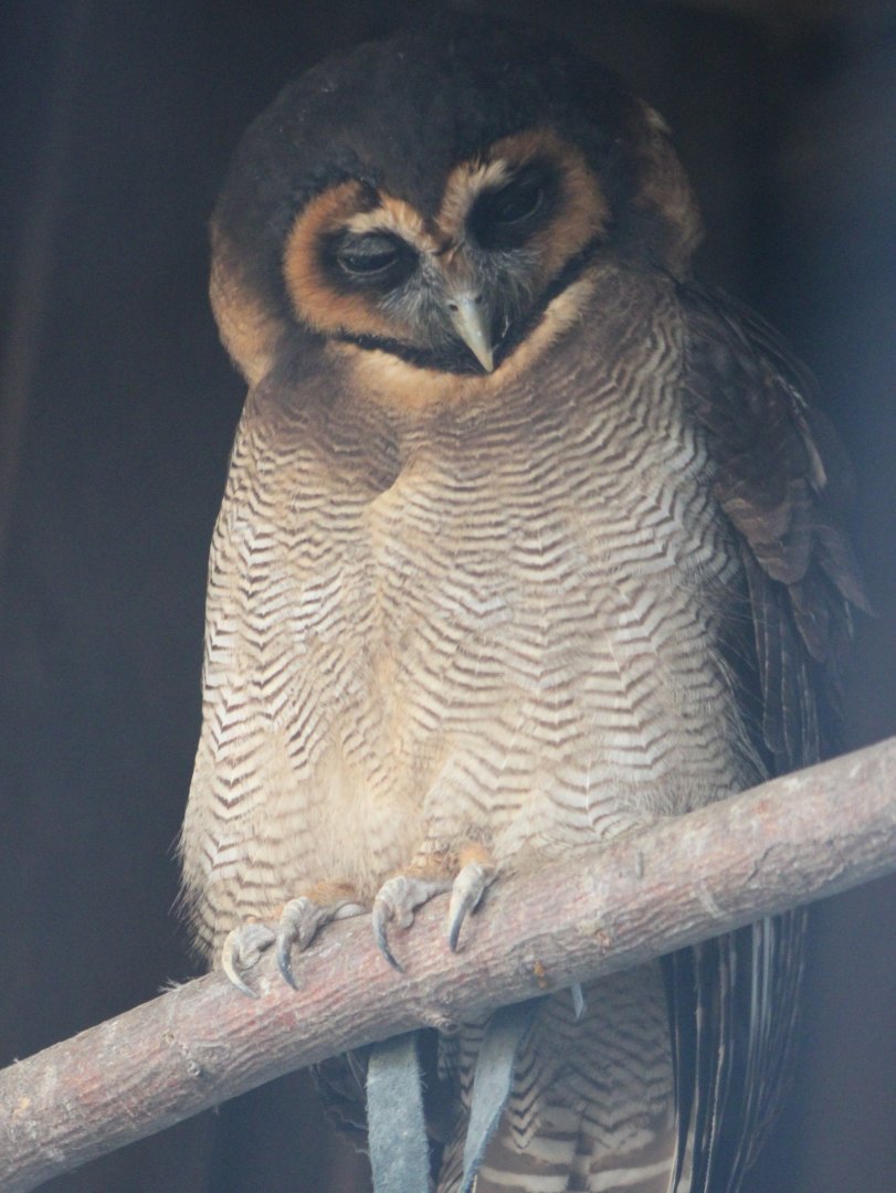 Brown wood-owl