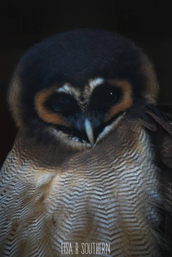 Brown Wood Owl
