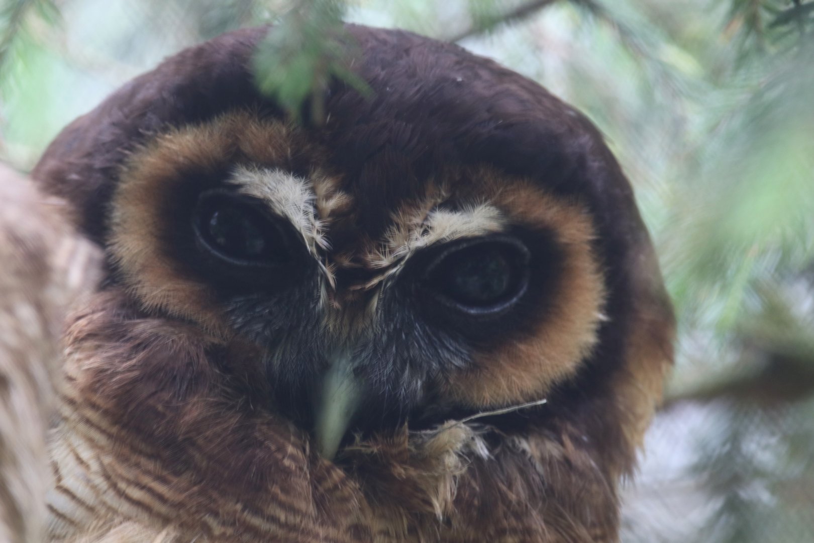 Brown wood owl