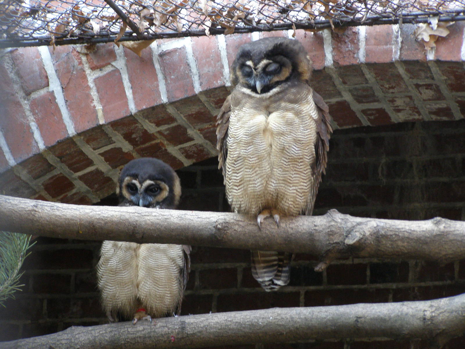 brown wood strix (Strix leptogrammica)