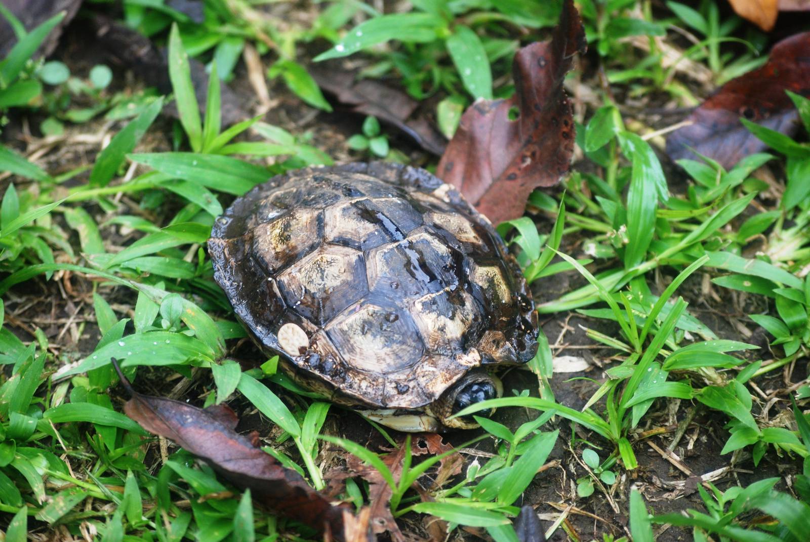 Brown Wood Turtle in Tortuguero, 14/04/14