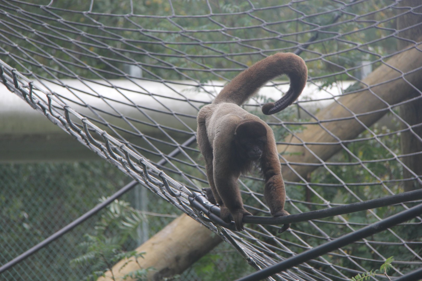 brown woolly monkey, common woolly monkey, or Humboldt's woolly monkey (Lagothrix lagothricha)