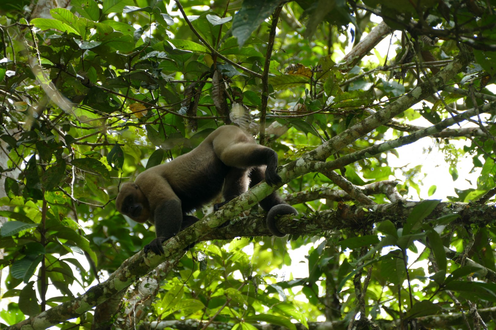 Brown woolly monkey