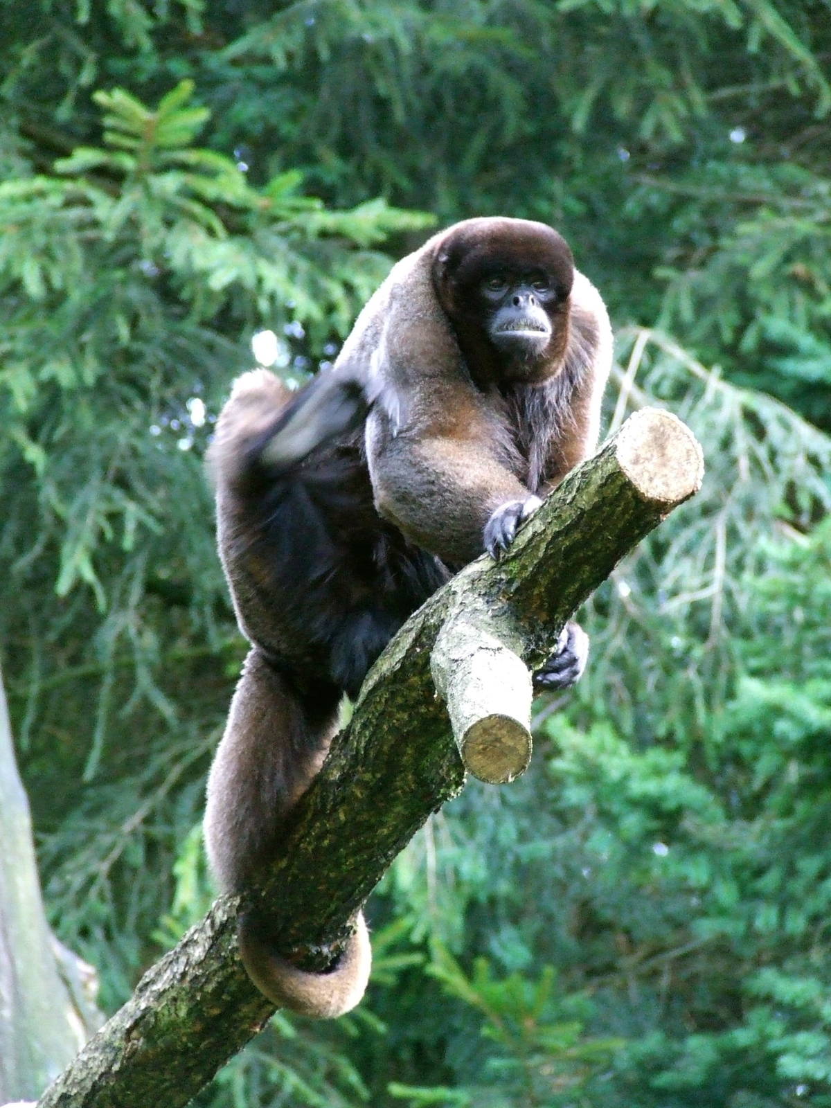 Brown Woolly Monkey