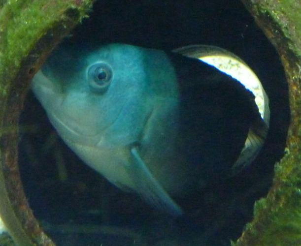 Brown wrasse (Labrus merula)
