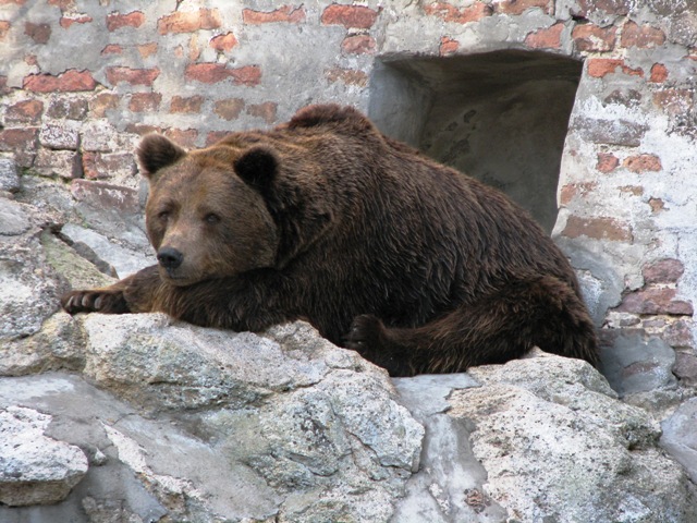 Brown_bear1