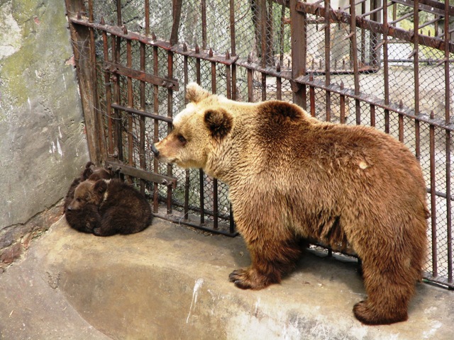 Brown_bears1