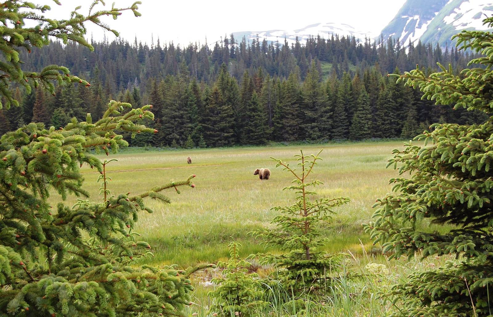 Brown_Bears_at_Silver_Salmon