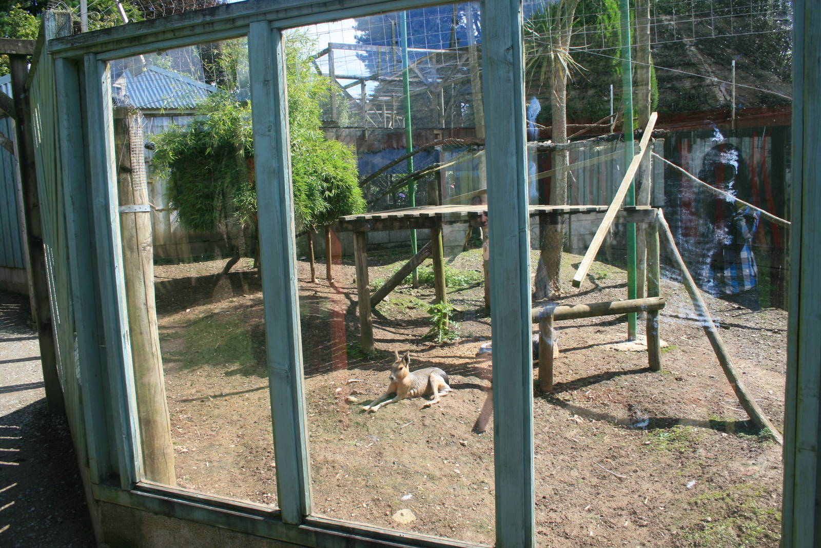 Brown_Lemurs_and_Mara_Enclosure