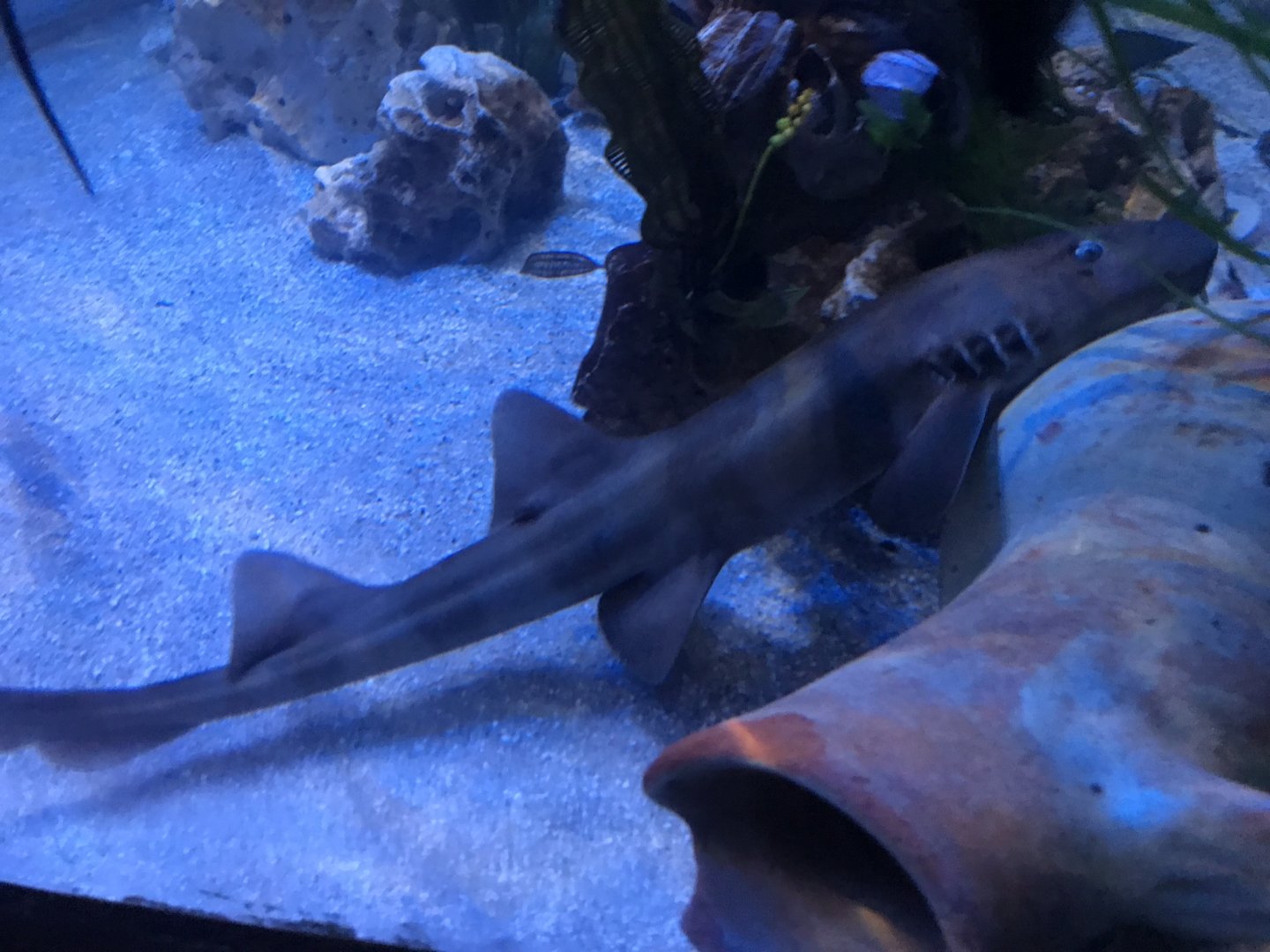 Brownbanded bamboo shark 090818