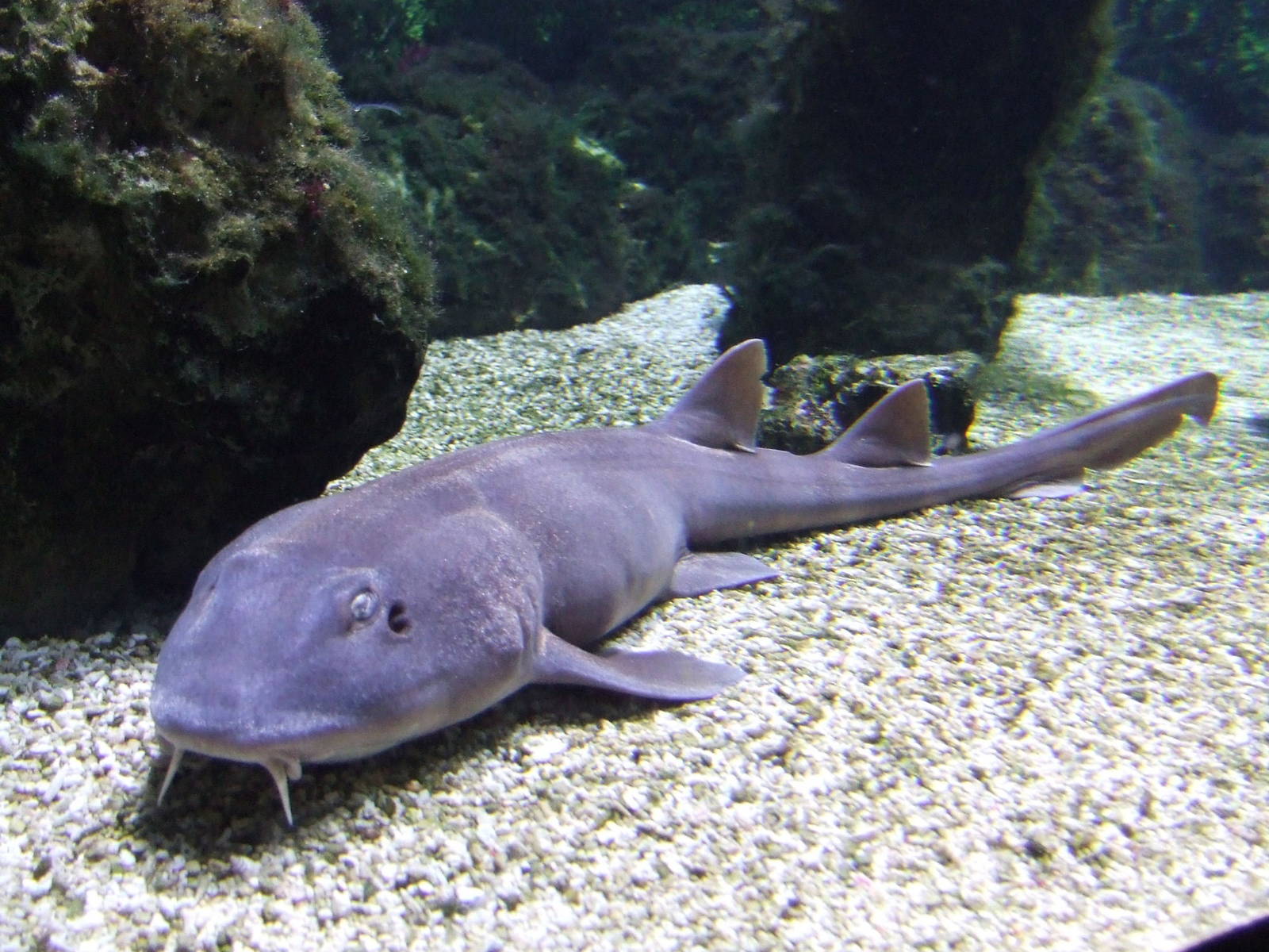 Brownbanded bamboo shark @ Budapest Zoo