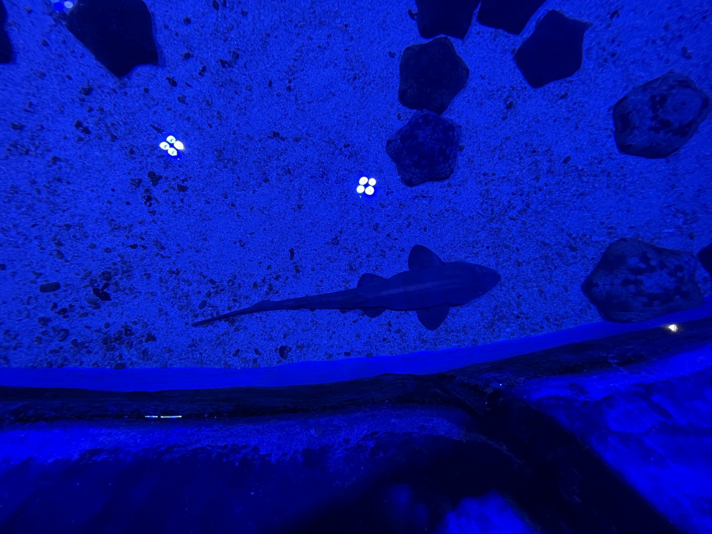 brownbanded bamboo shark (chiloscyllium punctatum) - BX Sea