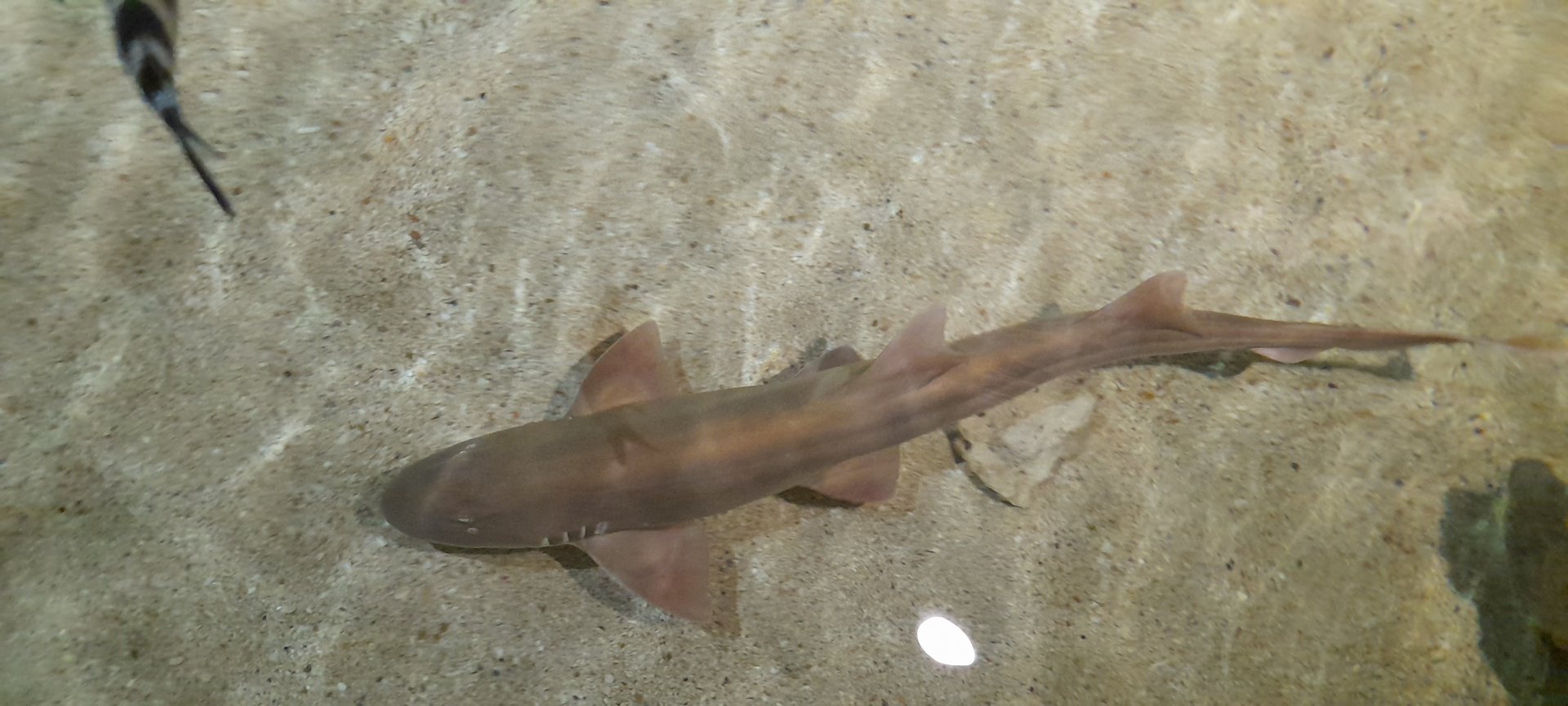 Brownbanded bamboo shark (Chiloscyllium punctatum)