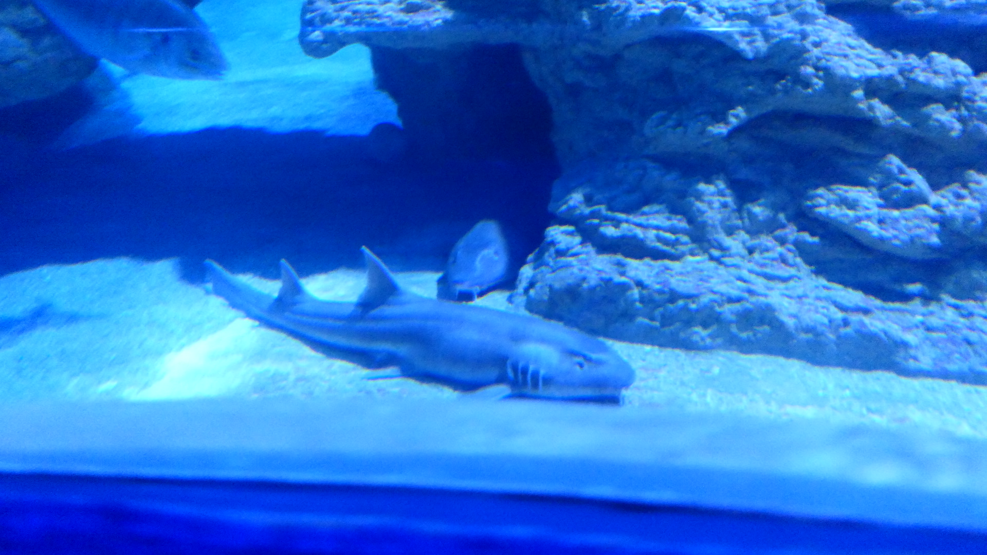 Brownbanded bamboo Shark (Chiloscyllium punctatum)
