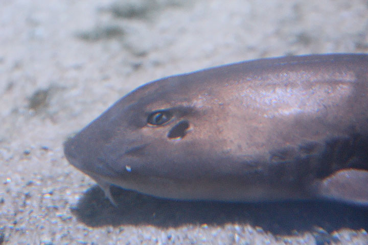 Brownbanded bamboo shark (Chiloscyllium punctatum)