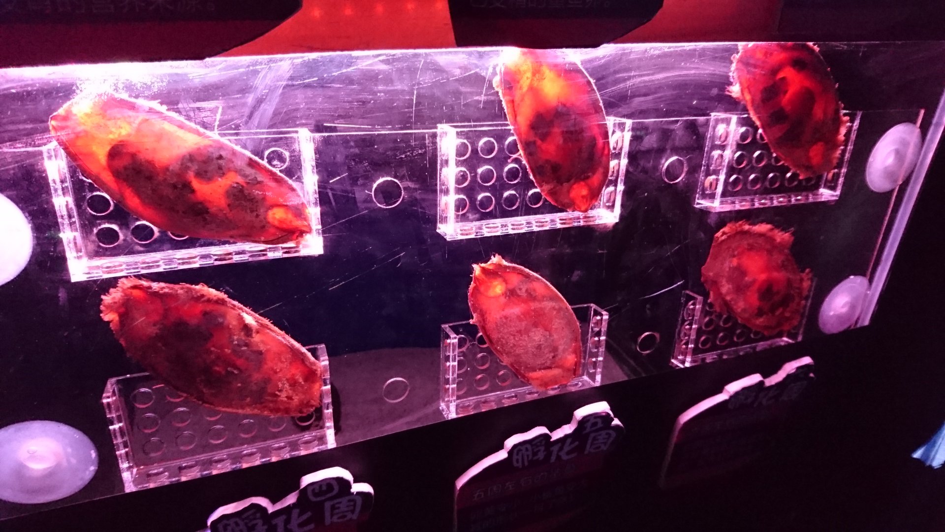 Brownbanded Bamboo Shark Eggcase