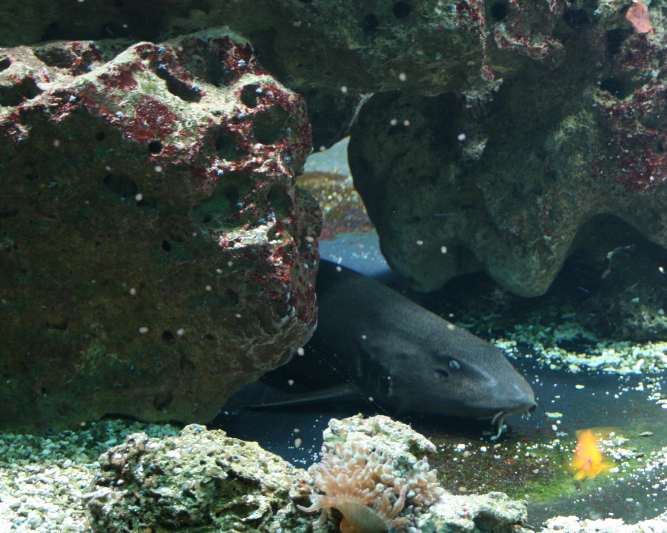 Brownbanded bamboo shark
