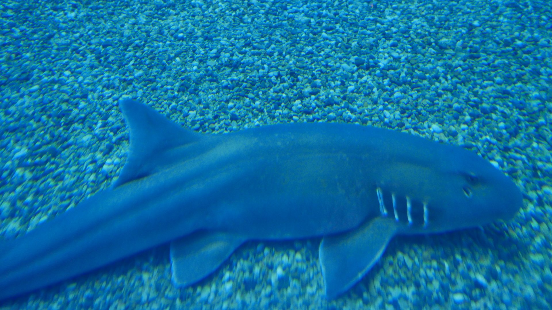 Brownbanded Bamboo Shark