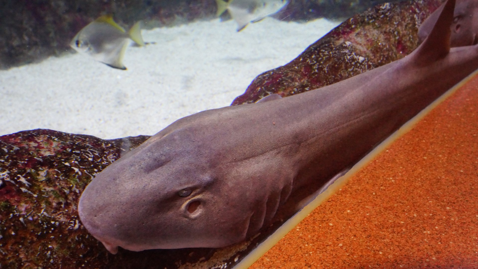 Brownbanded Bamboo Shark