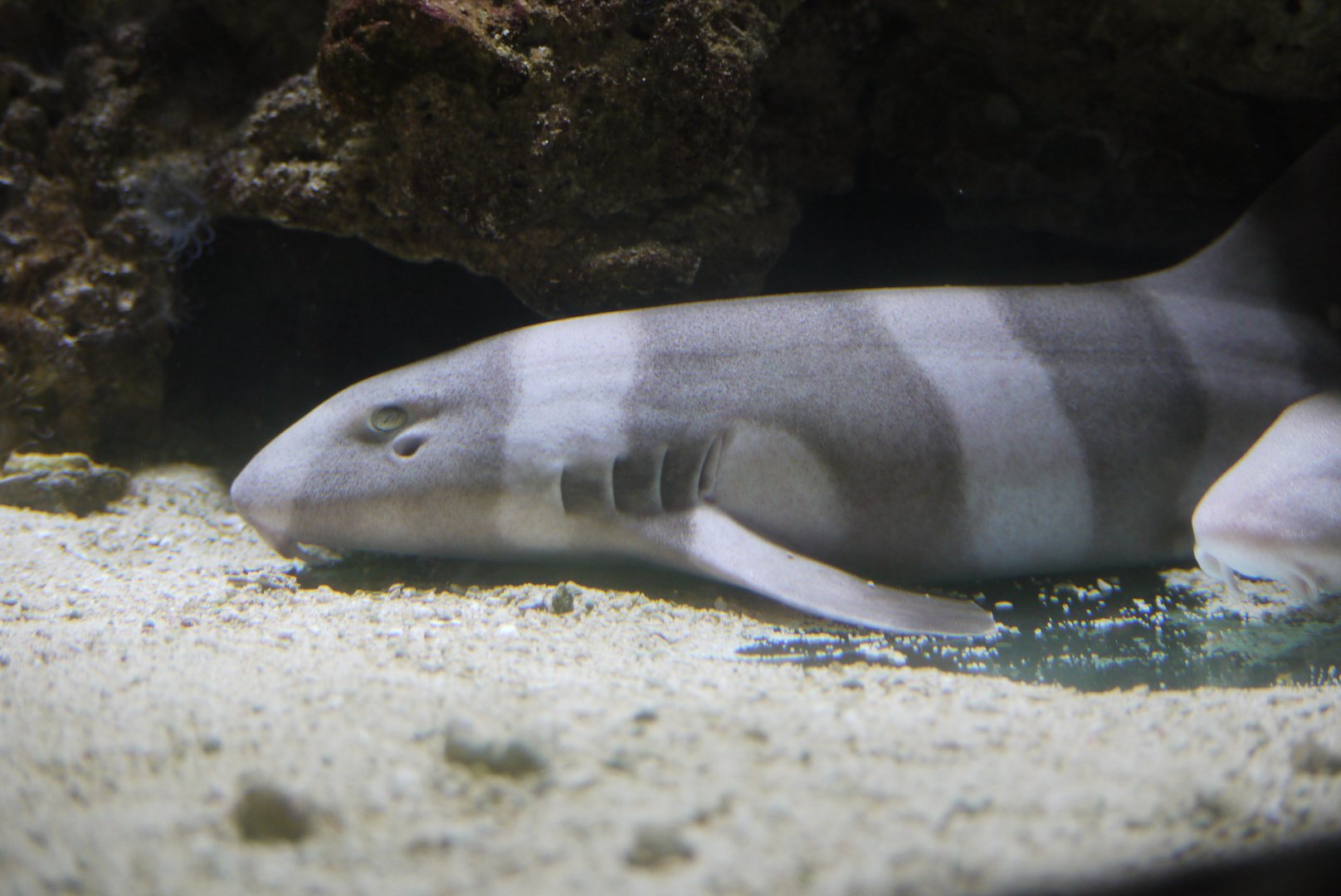Brownbanded Bamboo Shark