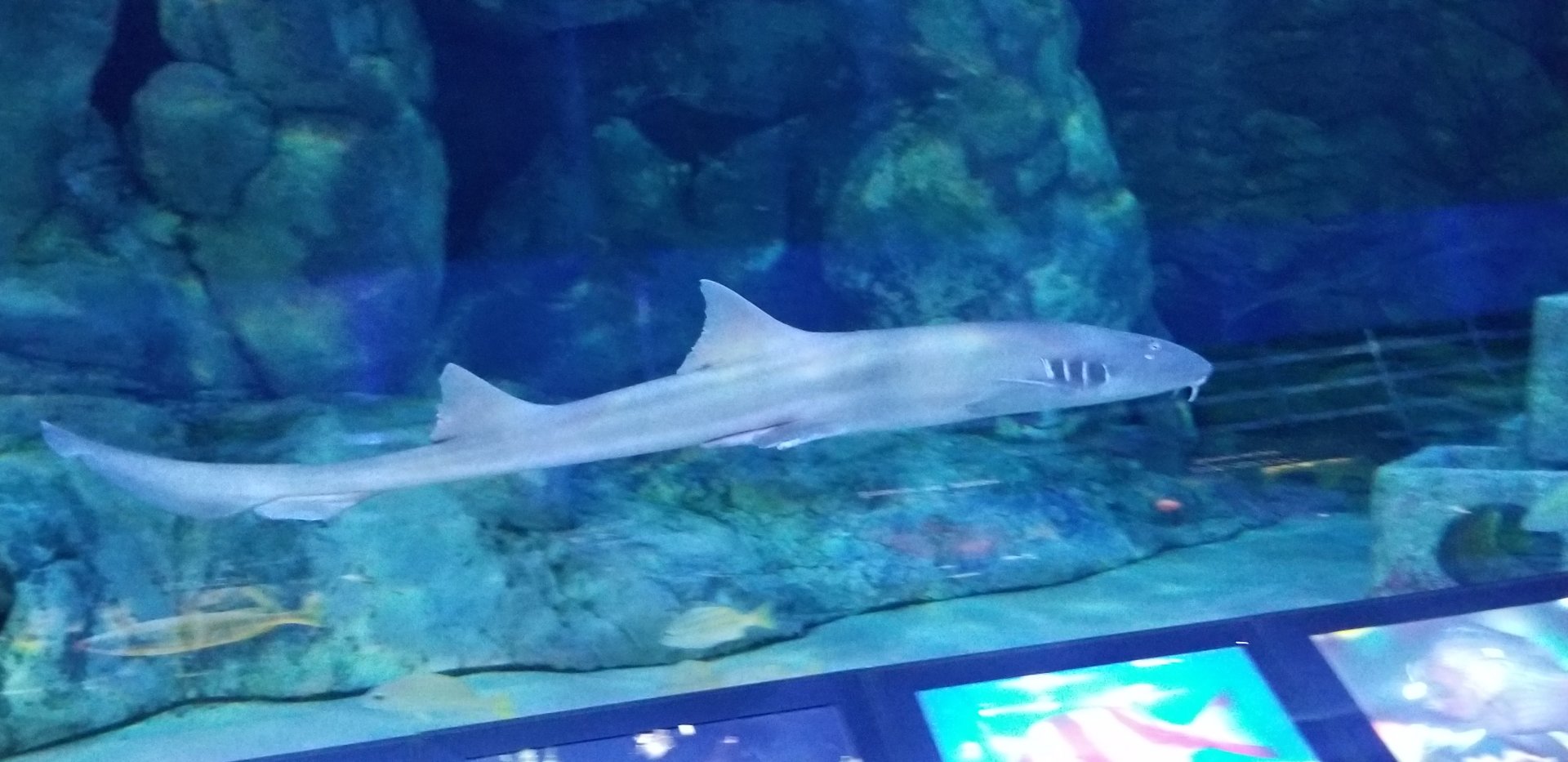 Brownbanded Bamboo Shark