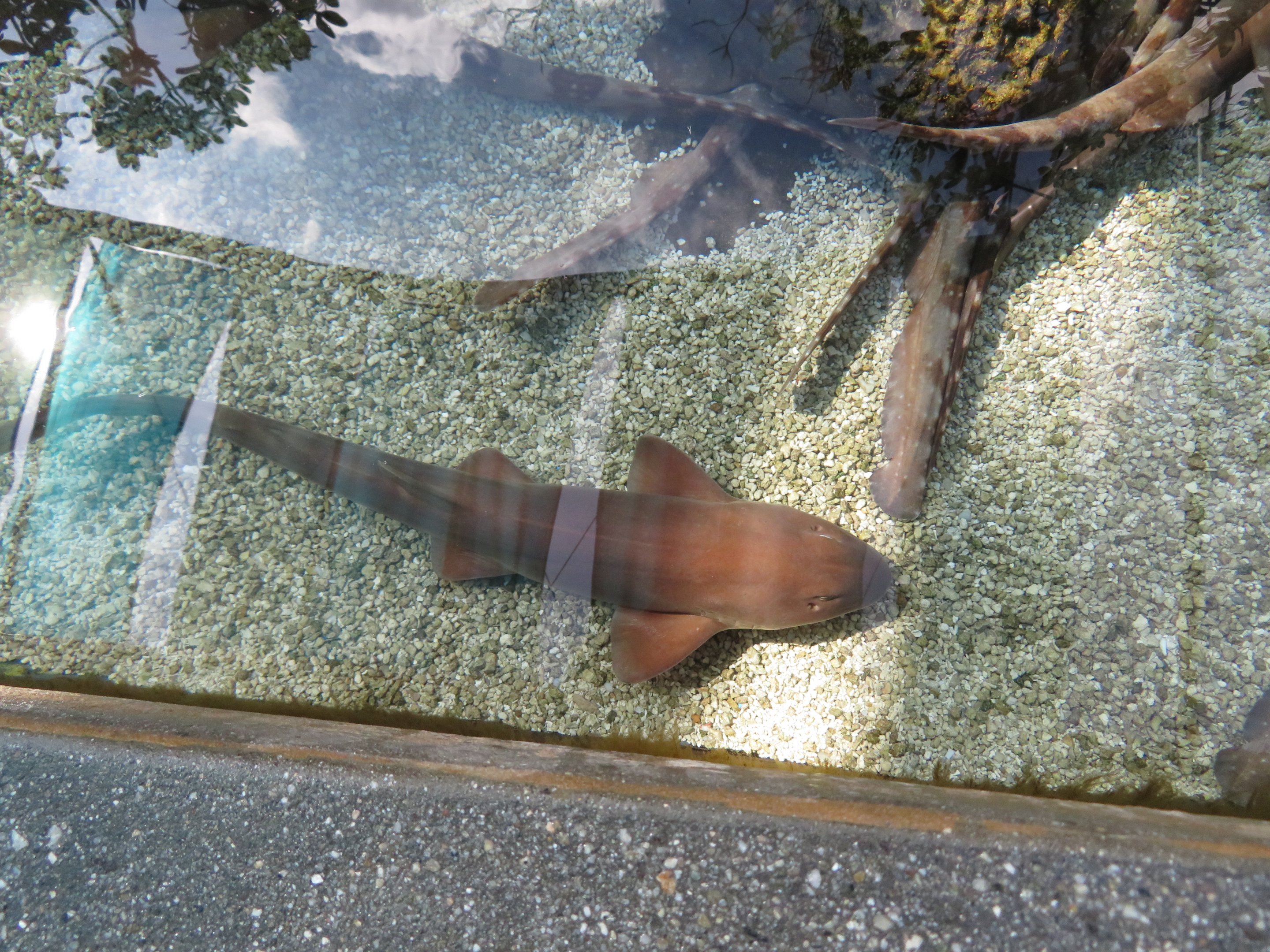 Brownbanded Bamboo Shark