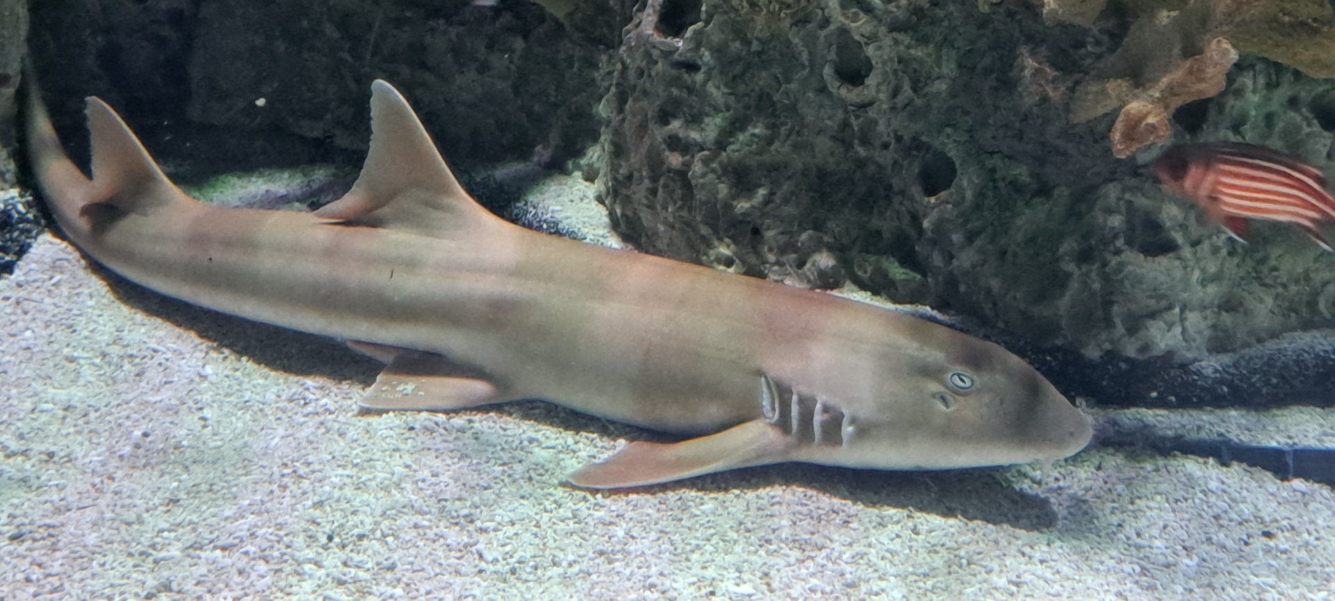 Brownbanded Bamboo Shark