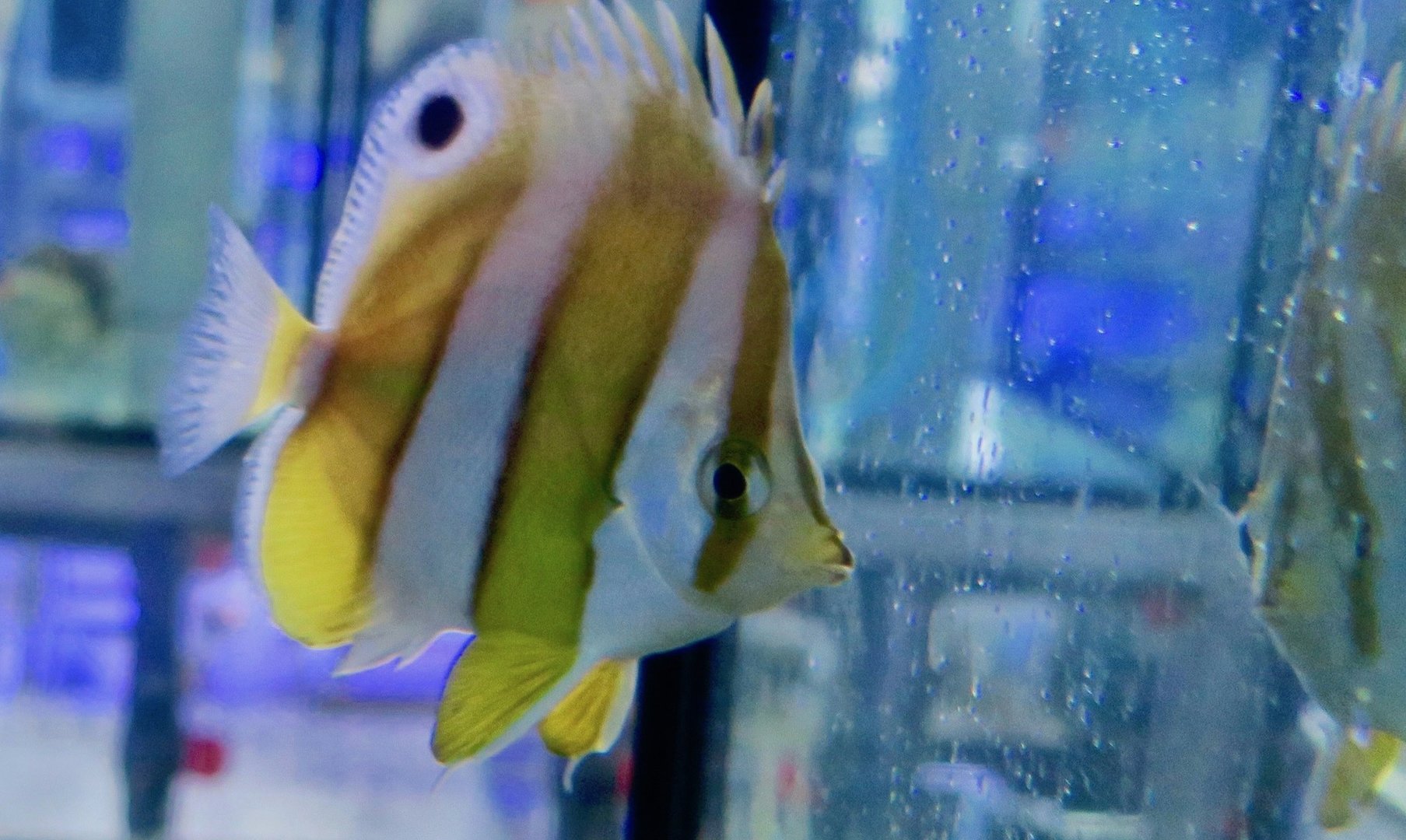 Brownbanded Butteflyfish (Roa modesta)