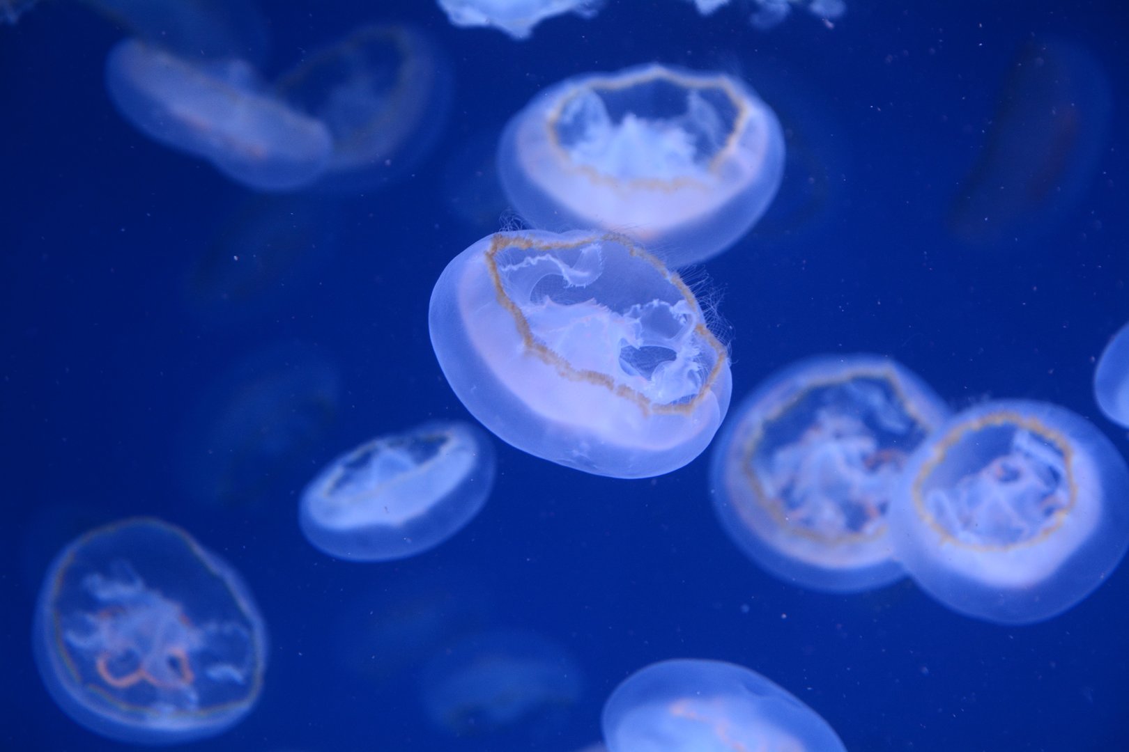 Brownbanded moon jellyfish (Aurelia limbata)