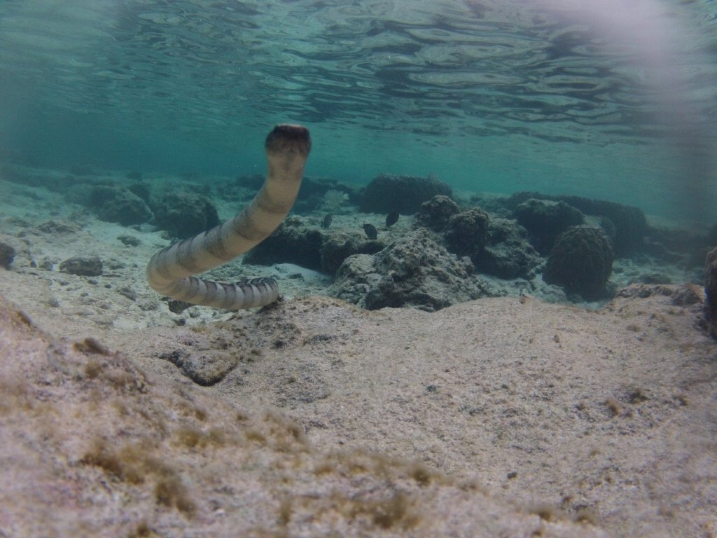 Brownbanded Seasnake (Laticauda schistorhynchus)