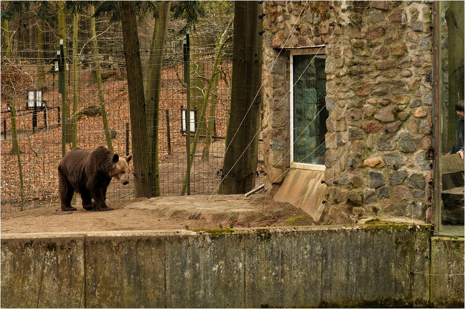 Brownbear and wolf enclosure at Eberswalde