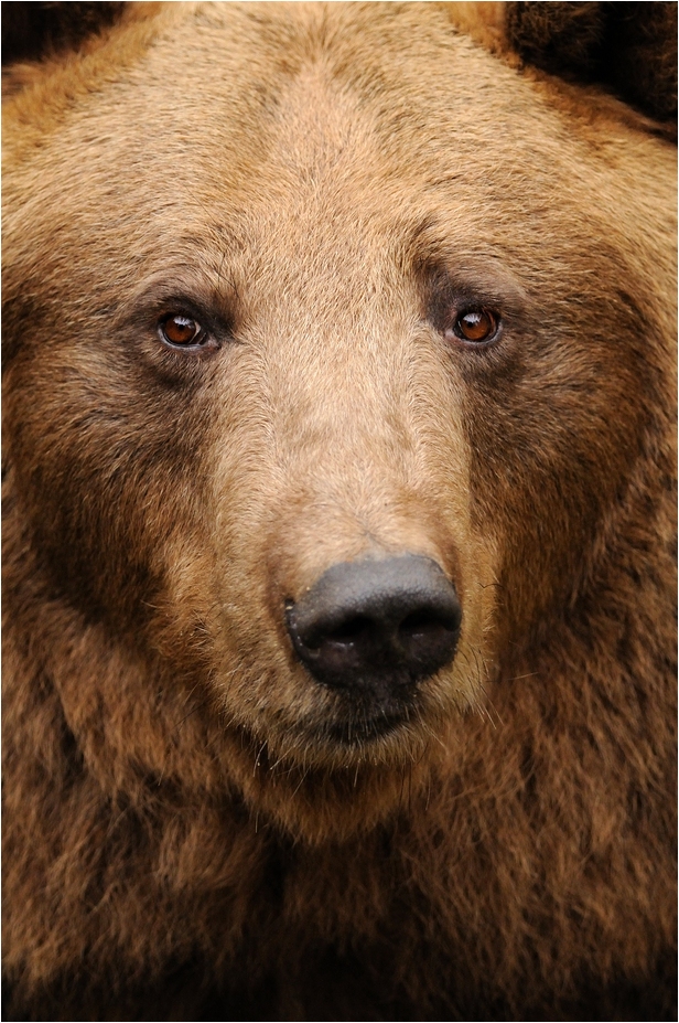Brownbear at Wildpark Lüneburger Heide