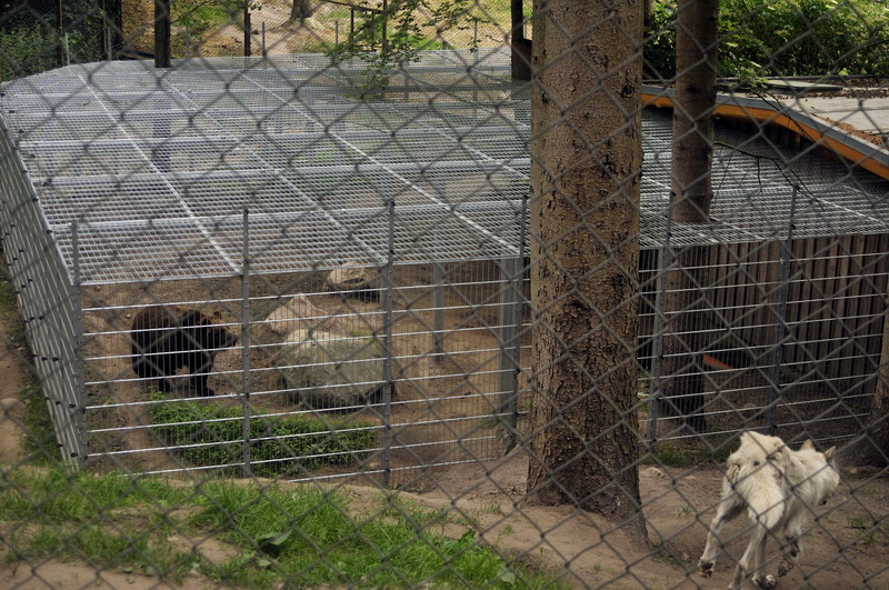 Brownbear-cage at Lüneburger Heide.