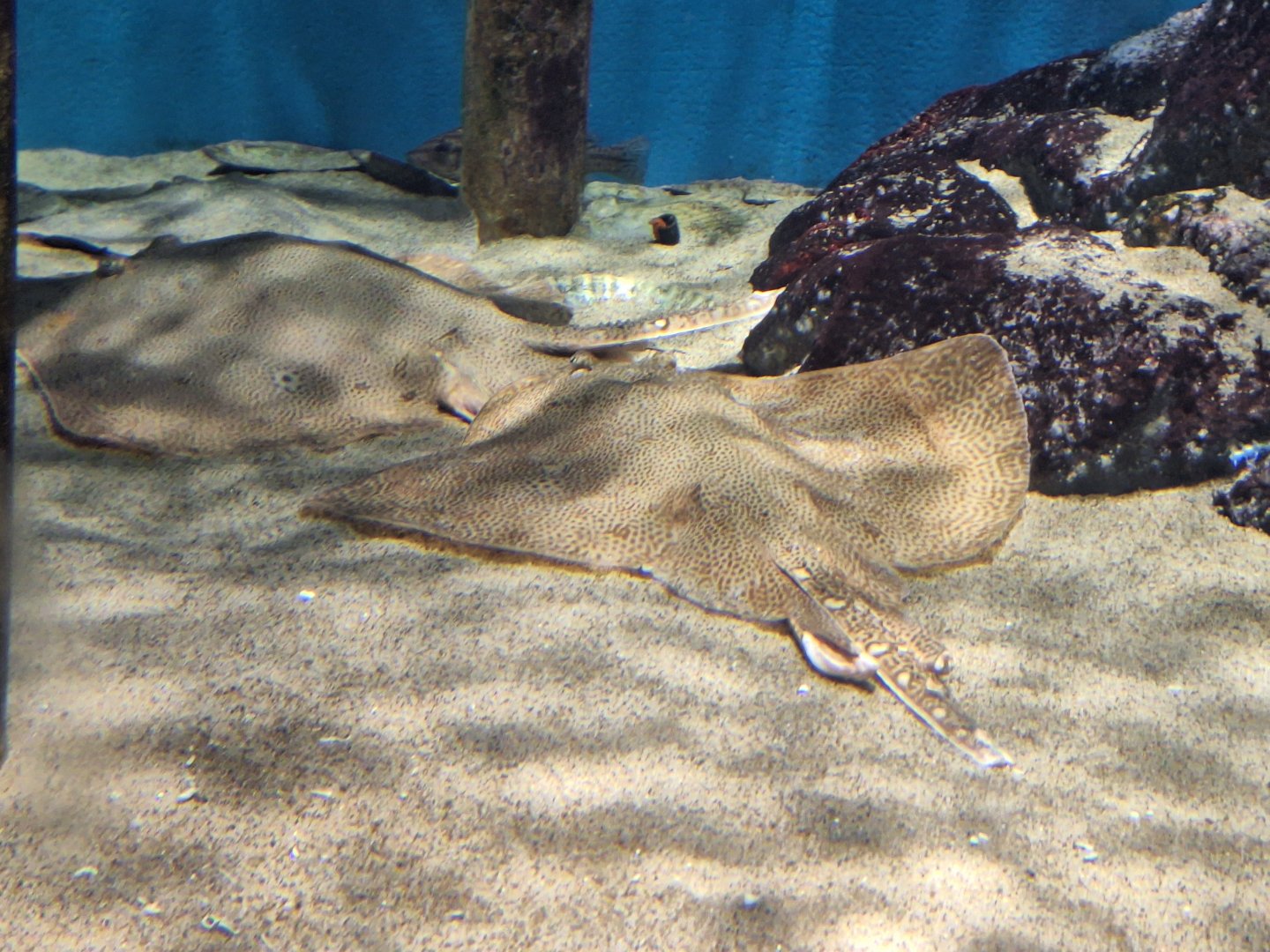 Browneye skate (Okamejei schmidti)