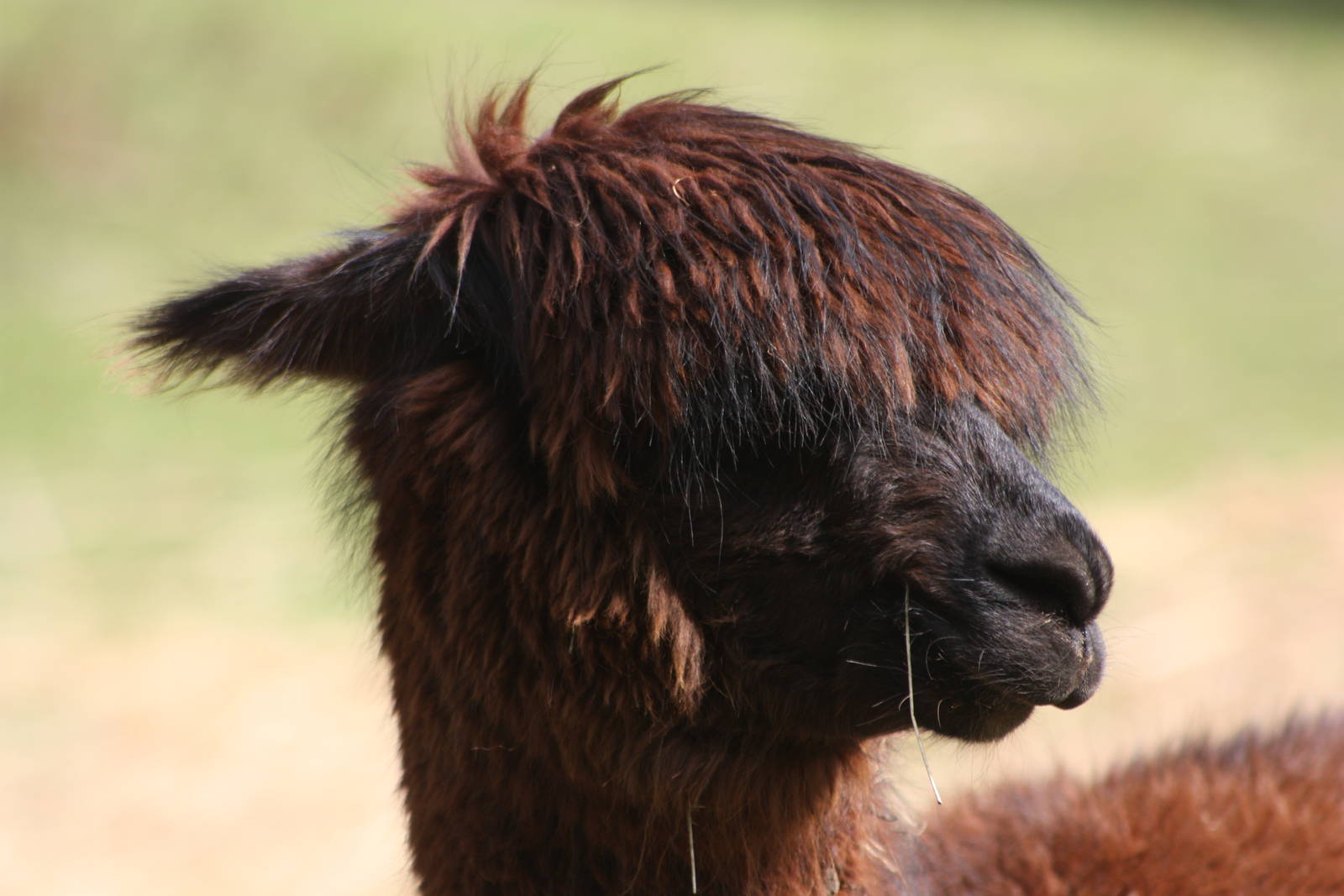 Brownie, 16th May 2014