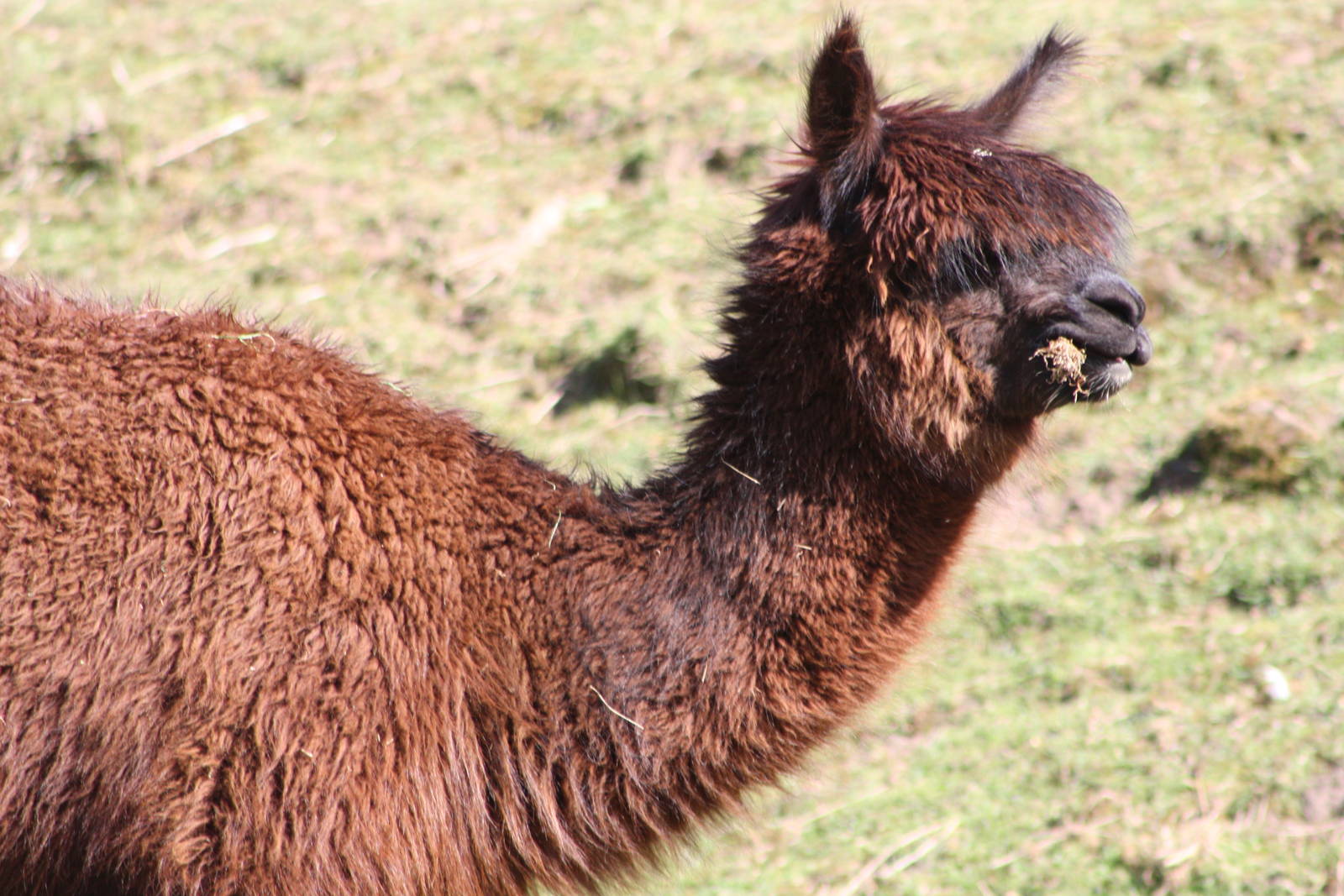 Brownie, 29th June 2014