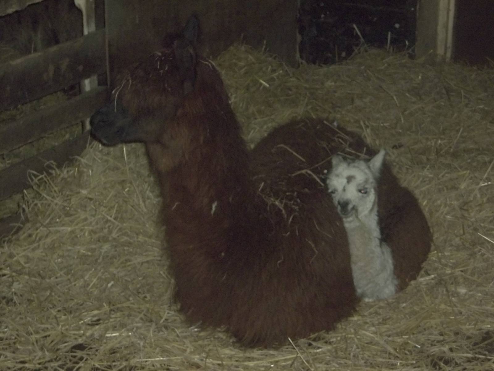 Brownie and Cappuccino, 7th November 2014