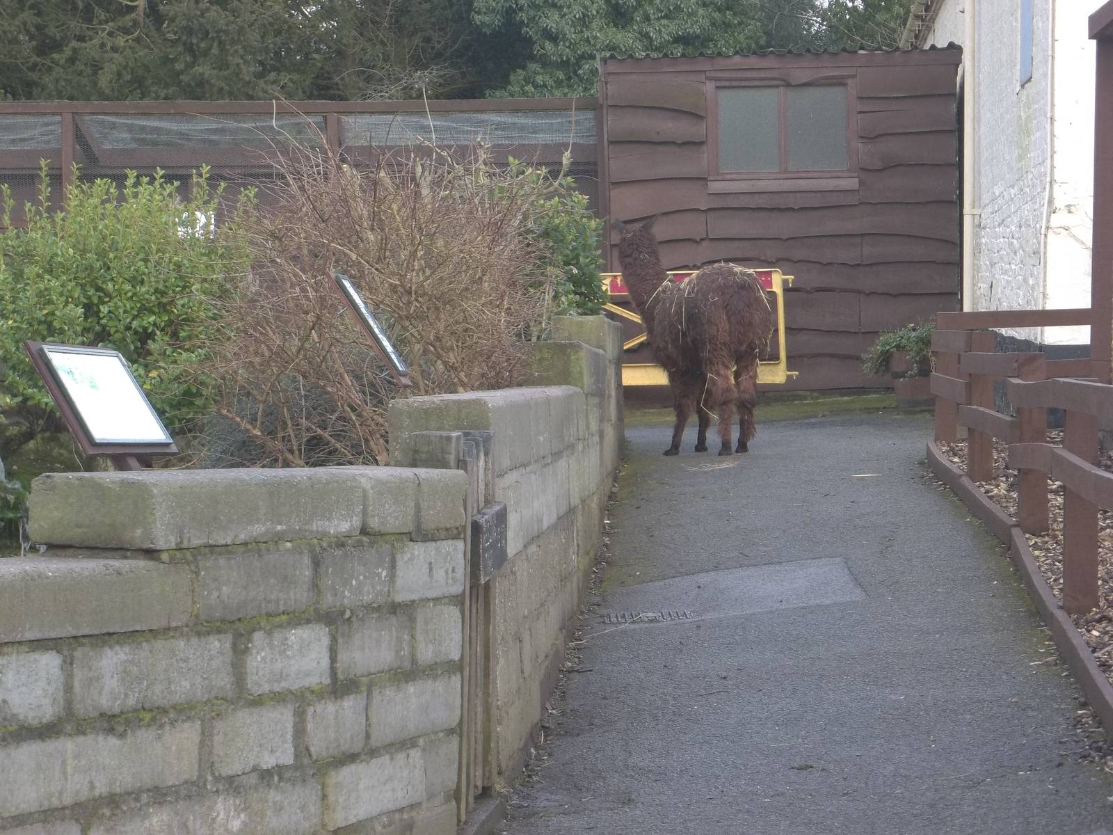 Brownie takes a wrong turning, 8th March 2015