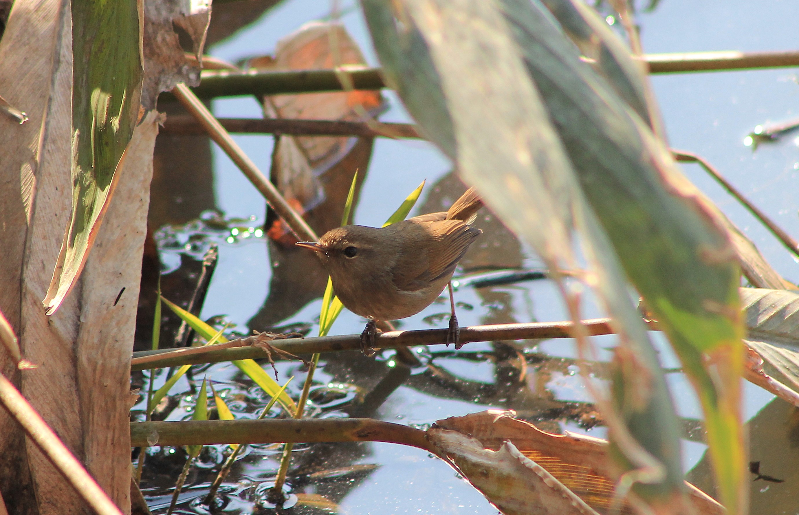 Brownish-flanked Bush Warbler (Horornis fortipes)