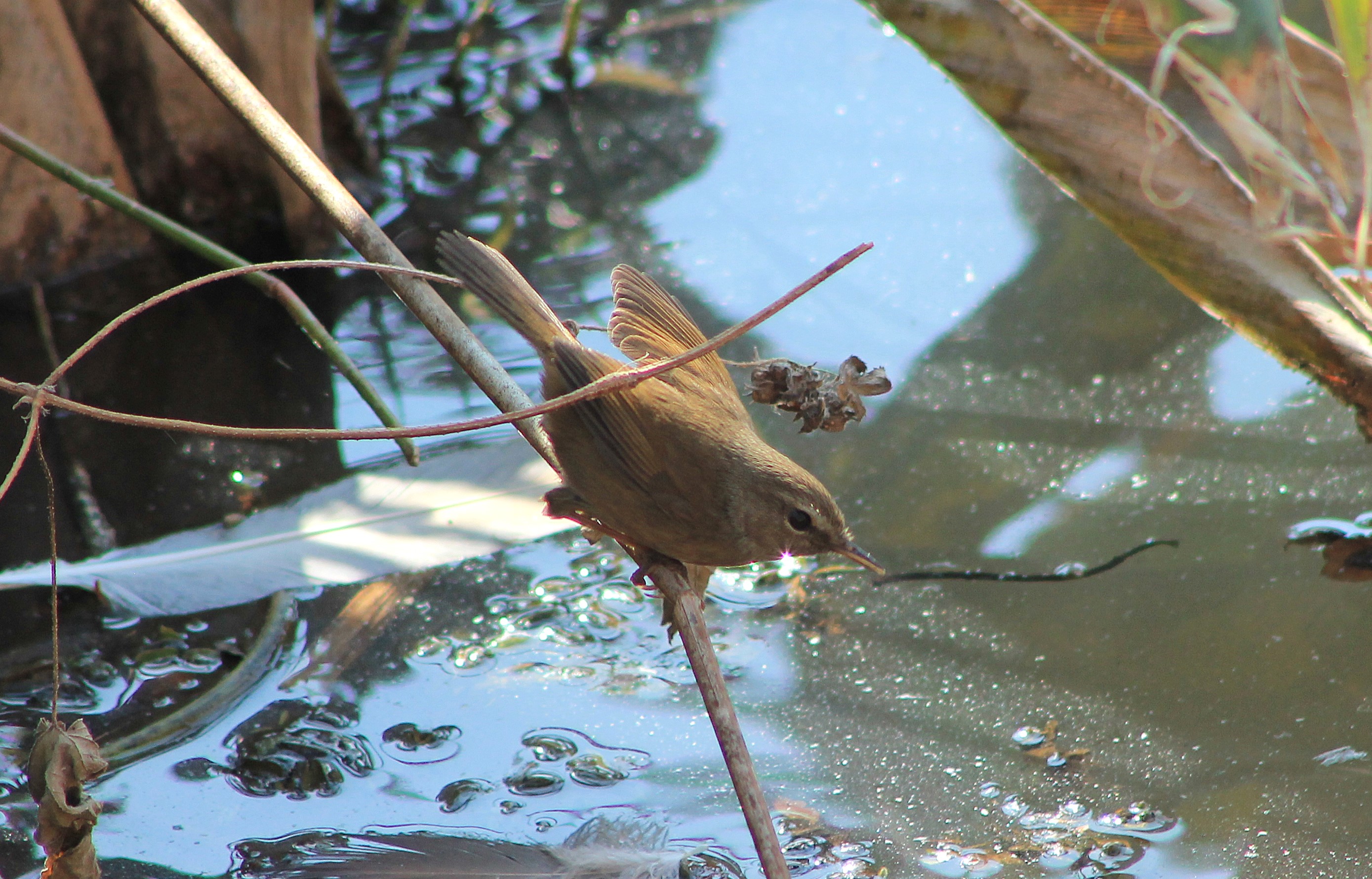 Brownish-flanked Bush Warbler (Horornis fortipes)