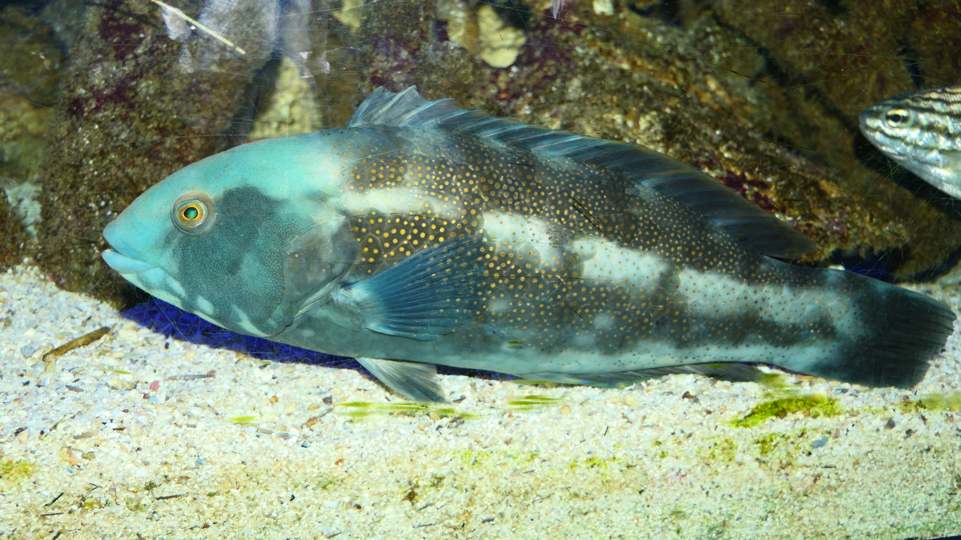 Brownspotted Wrasse (Notolabrus parilus) - Cicerello's Aquarium, Fremantle