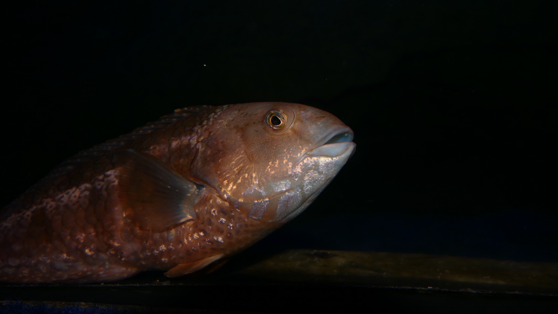 Brownspotted Wrasse (Notolabrus parilus)