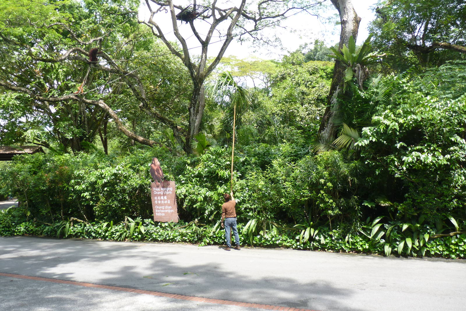 Browse time for Orangutans, December 2015