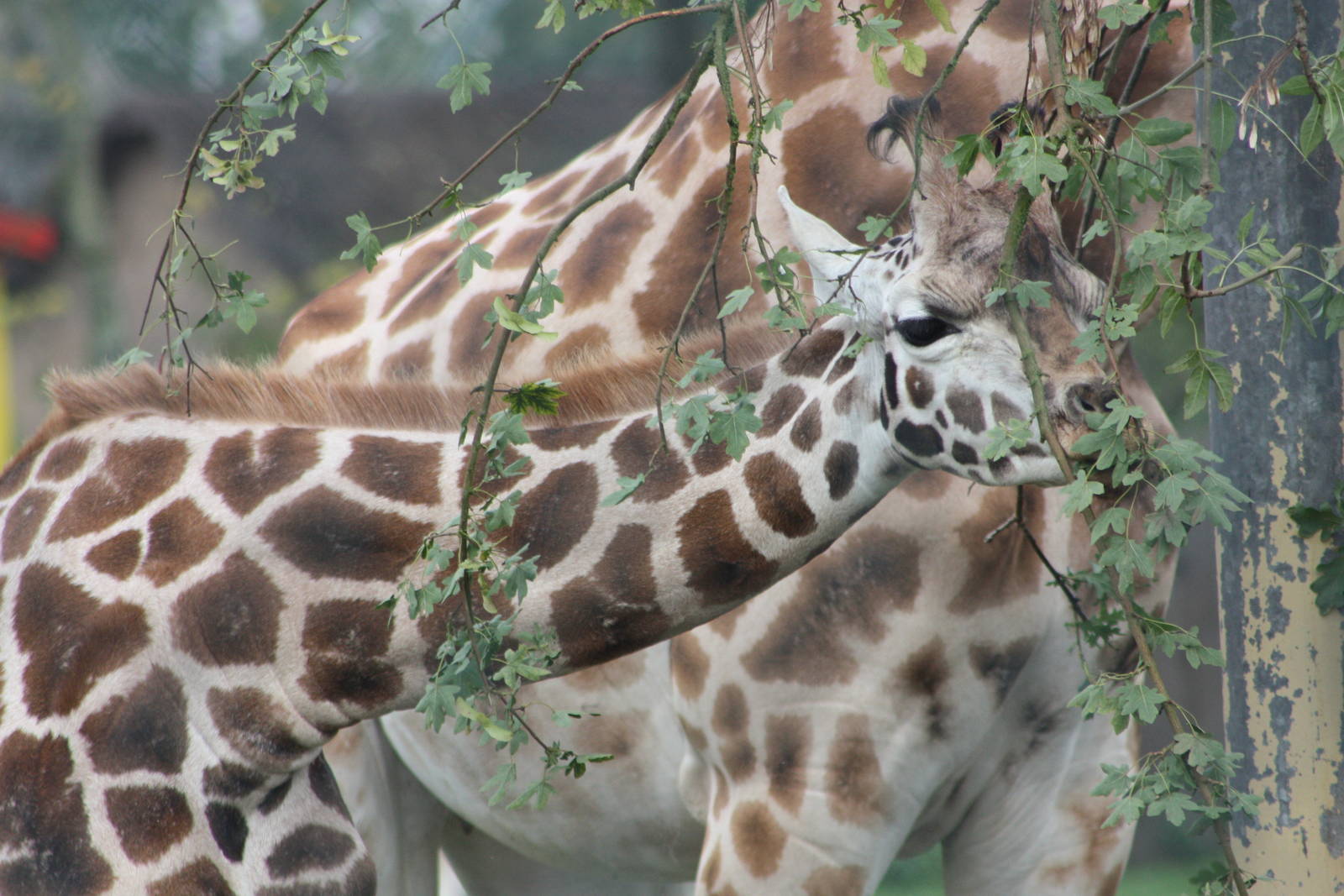 Browsing Giraffe, 30th September 2014