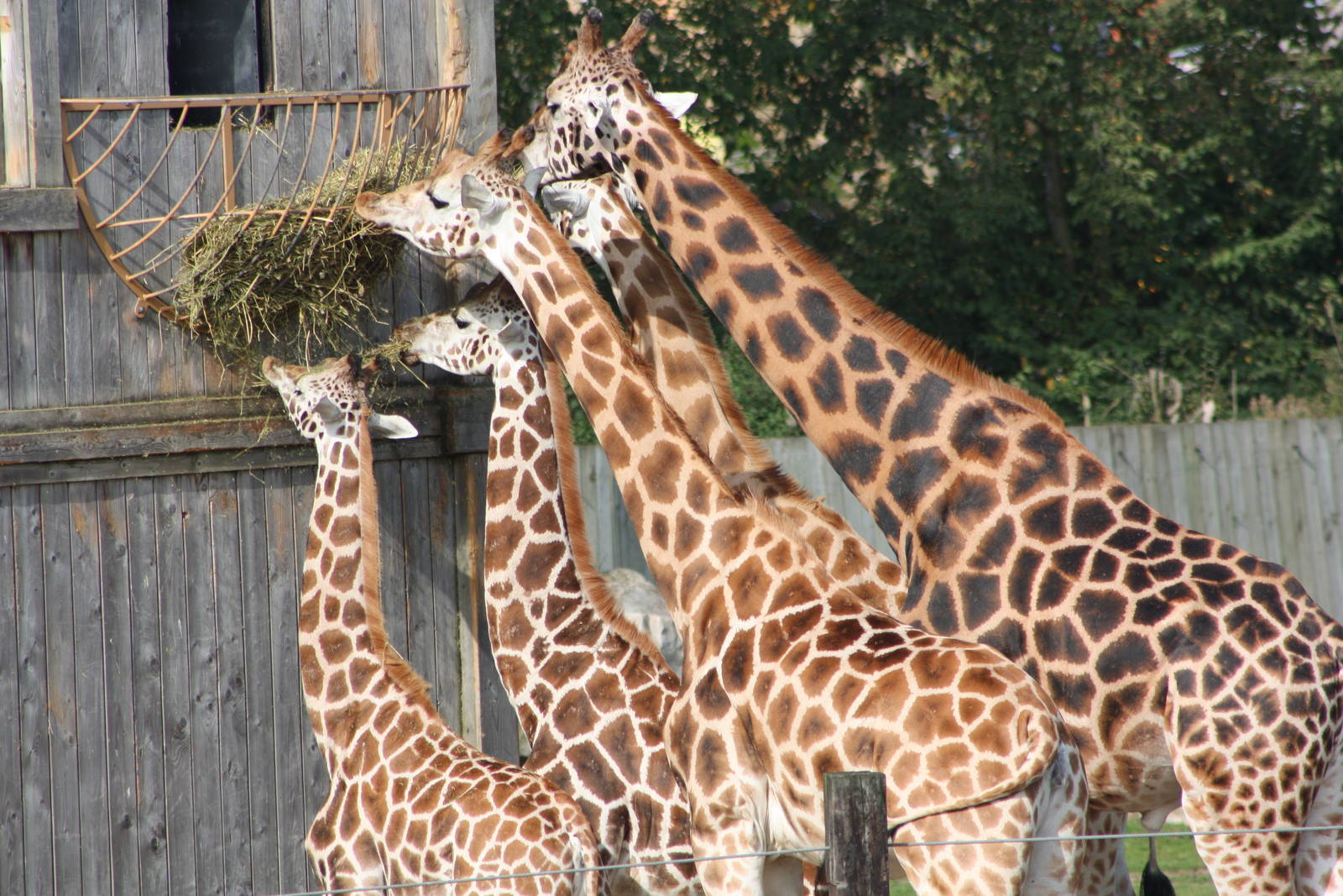 Browsing Giraffes, 30th September 2014