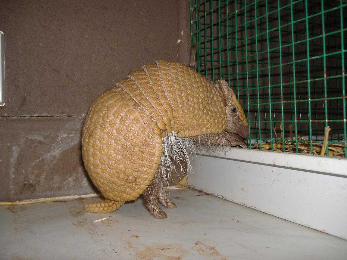 Broxbourne Three Banded Armadillo